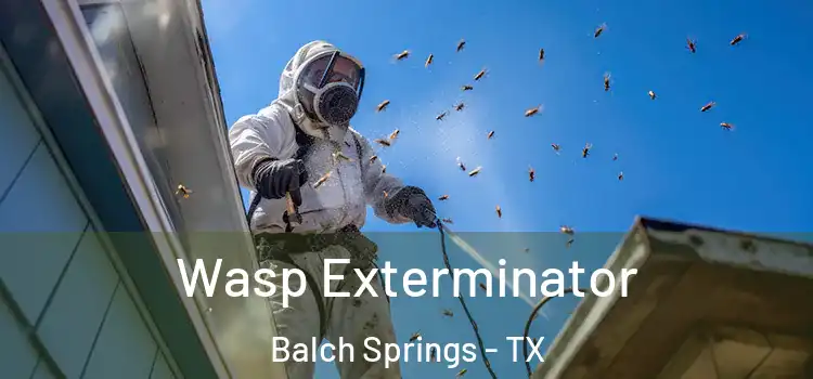 Wasp Exterminator Balch Springs - TX
