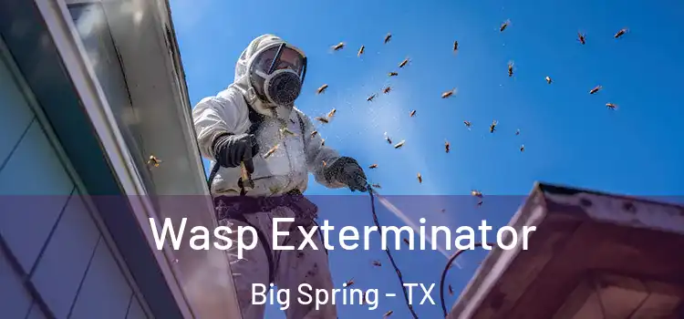 Wasp Exterminator Big Spring - TX