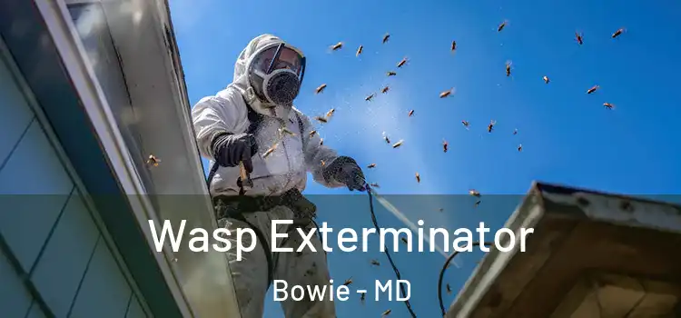 Wasp Exterminator Bowie - MD