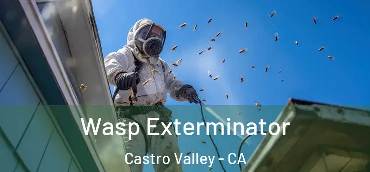 Wasp Exterminator Castro Valley - CA