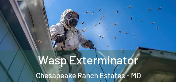 Wasp Exterminator Chesapeake Ranch Estates - MD