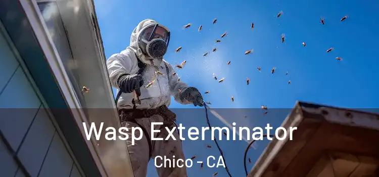 Wasp Exterminator Chico - CA