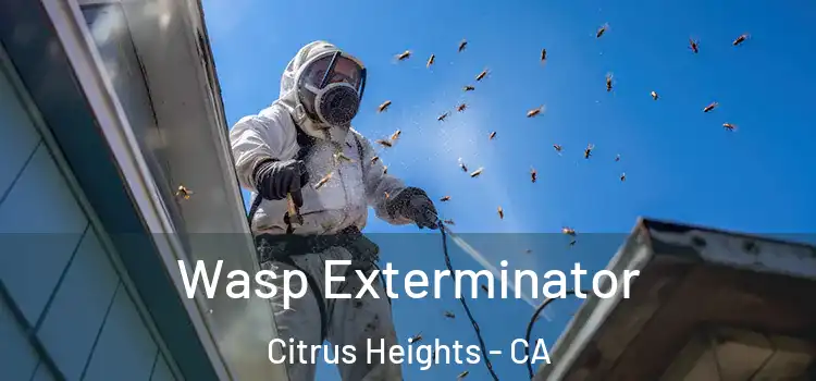 Wasp Exterminator Citrus Heights - CA
