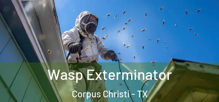 Wasp Exterminator Corpus Christi - TX