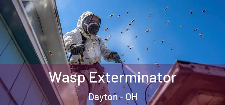 Wasp Exterminator Dayton - OH
