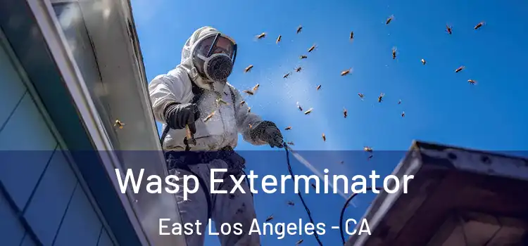  Wasp Exterminator East Los Angeles - CA