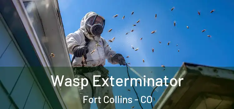 Wasp Exterminator Fort Collins - CO