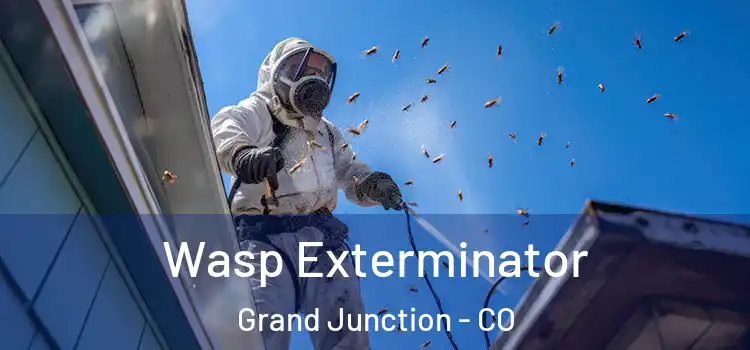  Wasp Exterminator Grand Junction - CO