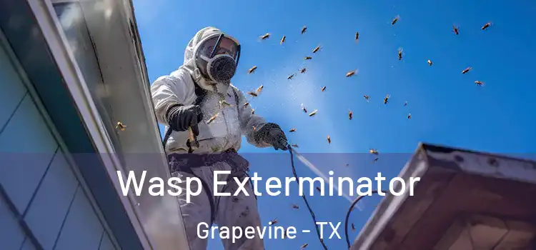  Wasp Exterminator Grapevine - TX
