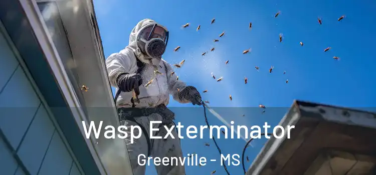  Wasp Exterminator Greenville - MS