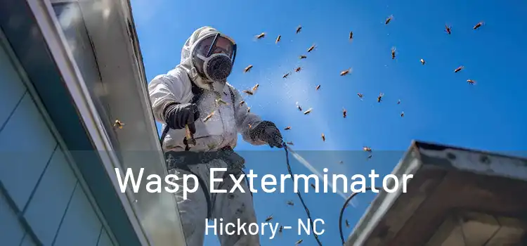 Wasp Exterminator Hickory - NC