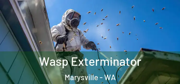 Wasp Exterminator Marysville - WA