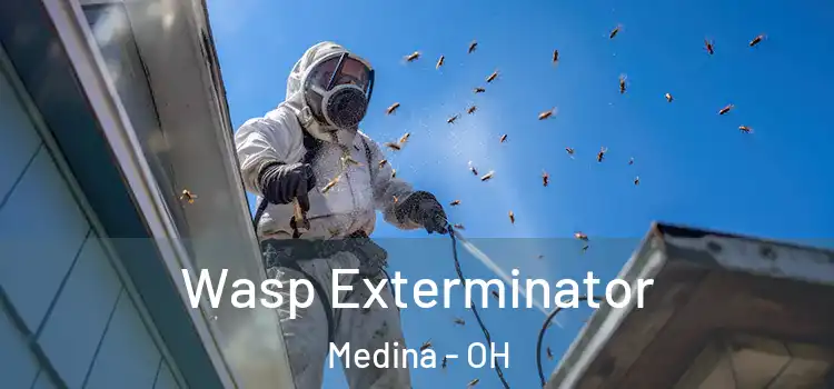 Wasp Exterminator Medina - OH