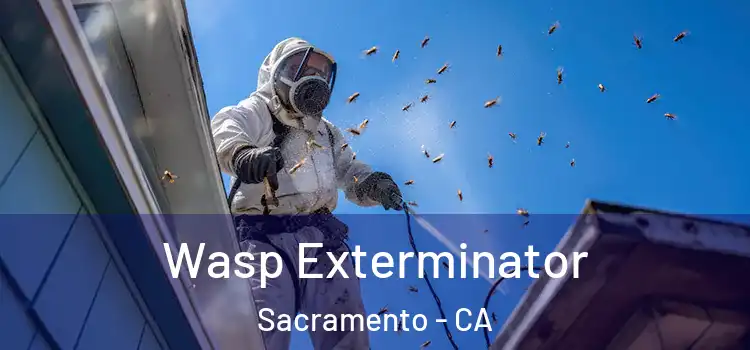 Wasp Exterminator Sacramento - CA