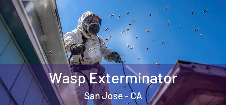 Wasp Exterminator San Jose - CA