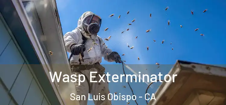  Wasp Exterminator San Luis Obispo - CA