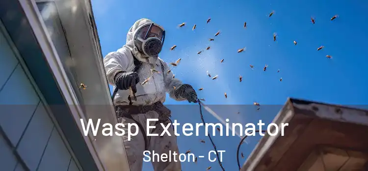  Wasp Exterminator Shelton - CT