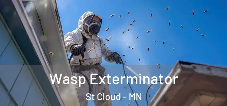  Wasp Exterminator St Cloud - MN