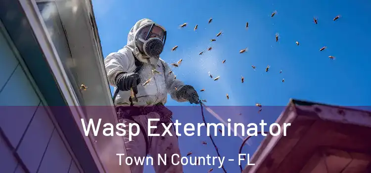  Wasp Exterminator Town N Country - FL