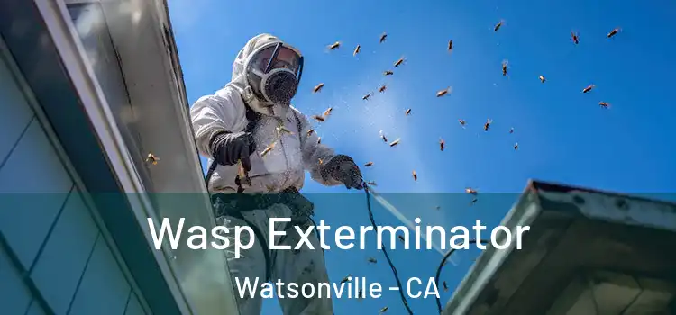 Wasp Exterminator Watsonville - CA
