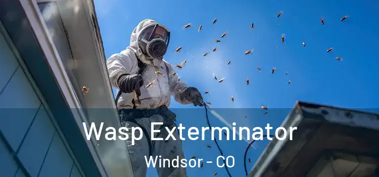  Wasp Exterminator Windsor - CO