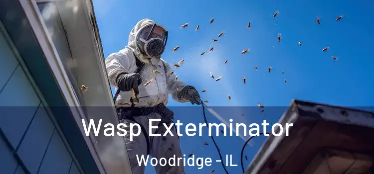  Wasp Exterminator Woodridge - IL