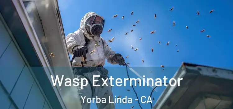  Wasp Exterminator Yorba Linda - CA