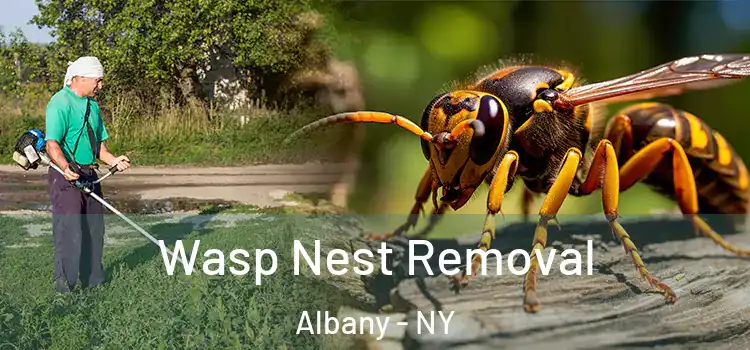 Wasp Nest Removal Albany - NY