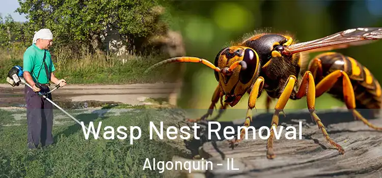 Wasp Nest Removal Algonquin - IL