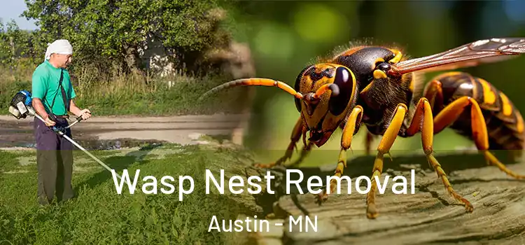  Wasp Nest Removal Austin - MN