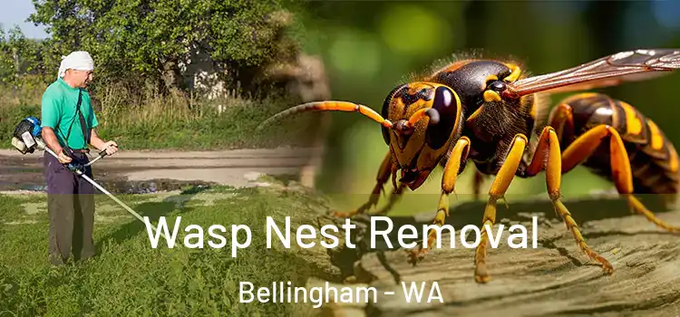  Wasp Nest Removal Bellingham - WA