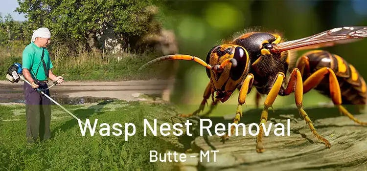 Wasp Nest Removal Butte - MT