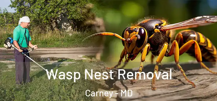 Wasp Nest Removal Carney - MD