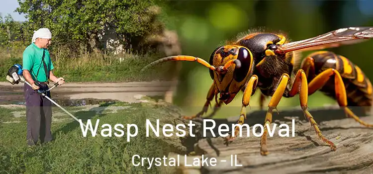  Wasp Nest Removal Crystal Lake - IL