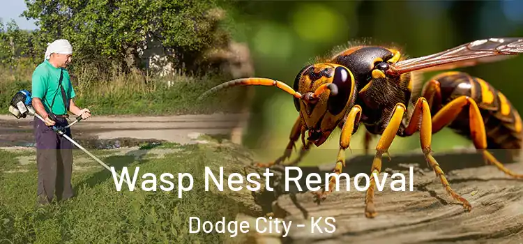 Wasp Nest Removal Dodge City - KS