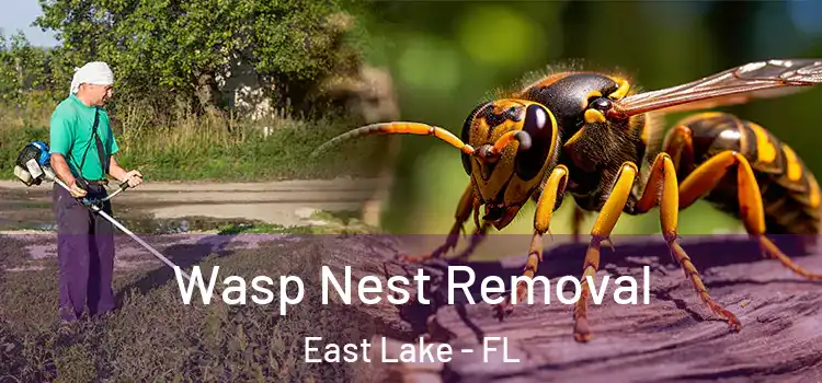 Wasp Nest Removal East Lake - FL