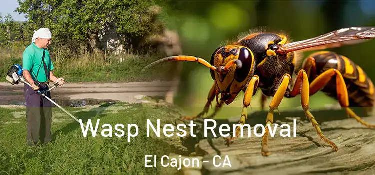  Wasp Nest Removal El Cajon - CA