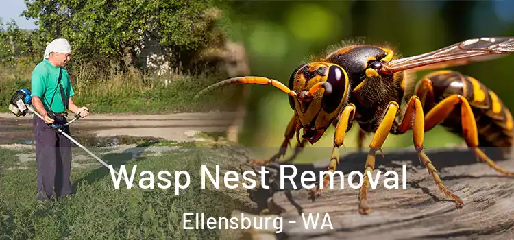  Wasp Nest Removal Ellensburg - WA