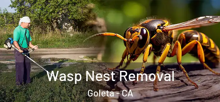  Wasp Nest Removal Goleta - CA
