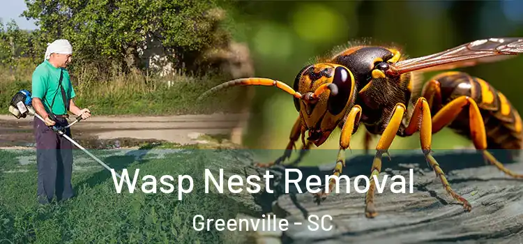  Wasp Nest Removal Greenville - SC