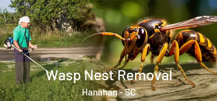 Wasp Nest Removal Hanahan - SC