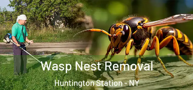 Wasp Nest Removal Huntington Station - NY