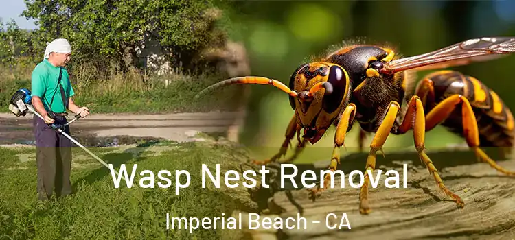  Wasp Nest Removal Imperial Beach - CA