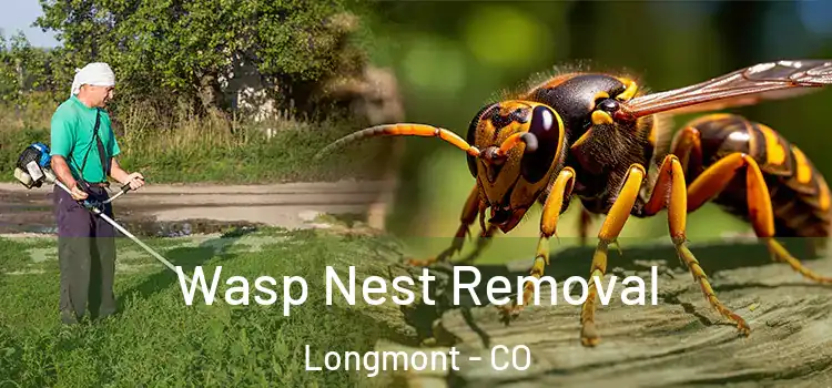 Wasp Nest Removal Longmont - CO
