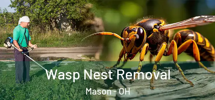 Wasp Nest Removal Mason - OH
