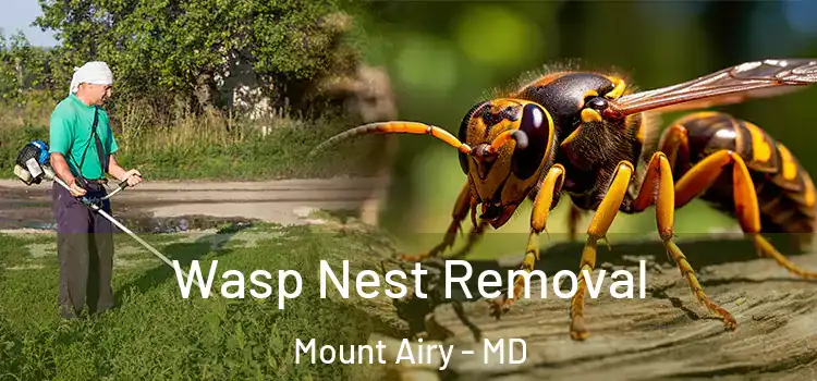 Wasp Nest Removal Mount Airy - MD