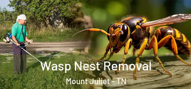  Wasp Nest Removal Mount Juliet - TN