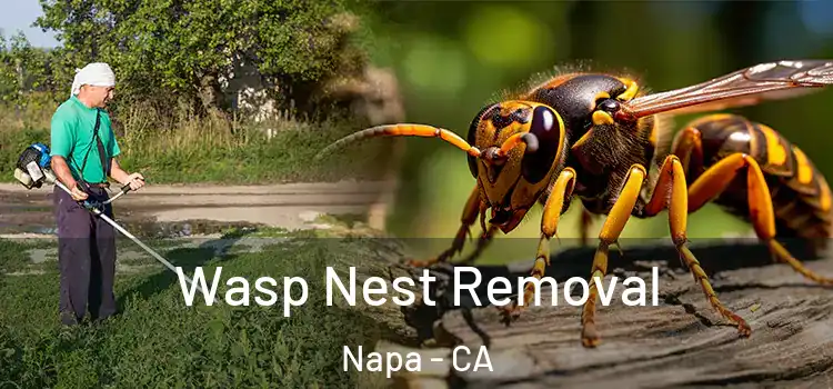  Wasp Nest Removal Napa - CA