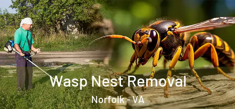  Wasp Nest Removal Norfolk - VA