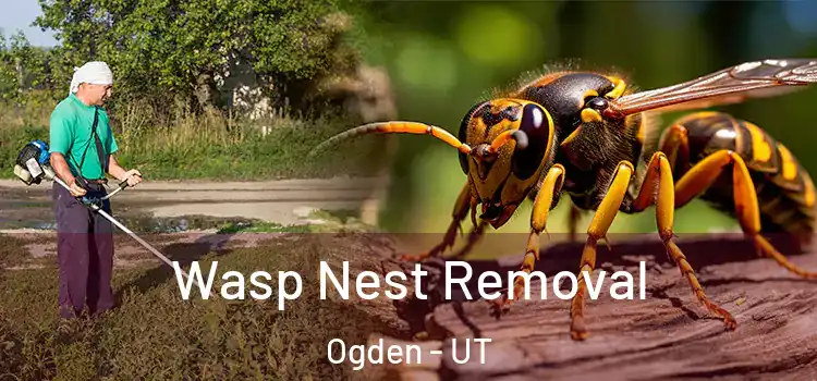  Wasp Nest Removal Ogden - UT